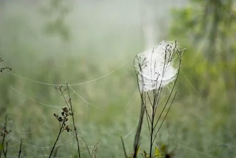 Spider web meadow Stock Photos