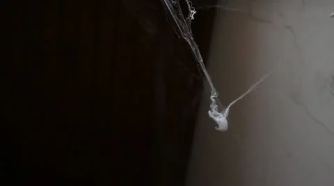 Spider web in mid air _3 Video stock 12463462