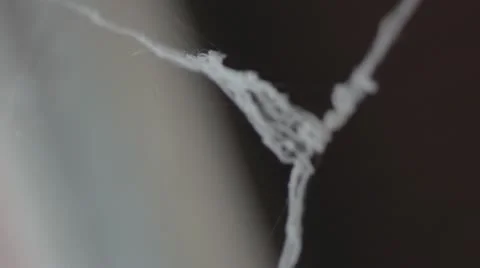 Spider web in mid air Stock Footage 12462639