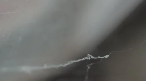 Spider web in mid air (string) Stock Footage 12463467