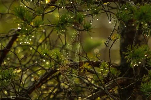 Spider web in the middle of the forest on a green meadow Stock Photos