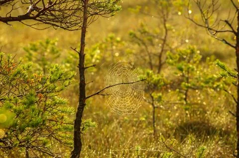 Spider web in the middle of the forest on a green meadow Stock Photos