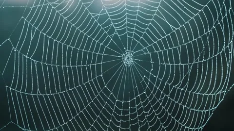 Spider Web With Morning Dew Drops Glistening In Sunlight Macro Vertical 库存影片 346427274