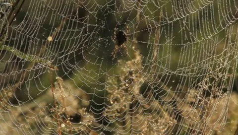 Spider web with morning dew in fall Stock Footage 8948266