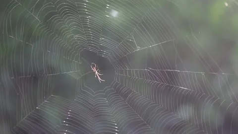 Spider on the web in morning Stock Footage 143377887