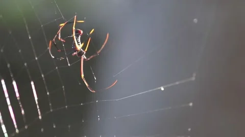Spider on the web in morning Stock Footage 143377899