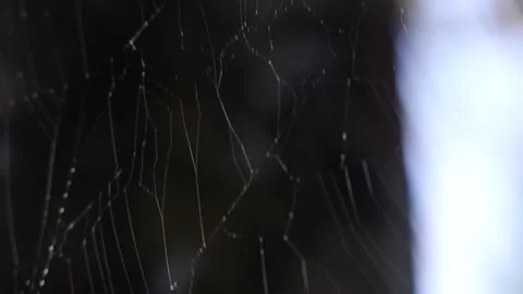 Spider web in the morning Stock Footage 171460307