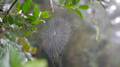 Spider web morning sunlight Video stock 56554019
