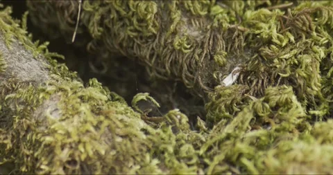 Spider Web on Moss in Breeze Stock Footage 152546335