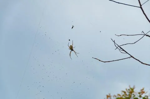 Spider in web on mountain with stormy skies in the background Stock Photos