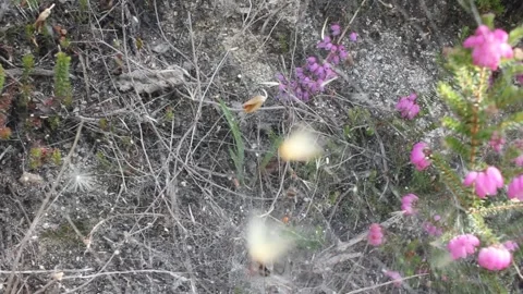 Spider web in the mountains Stock Footage 247470210