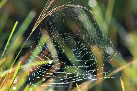 Spider web mounted on the grass Stock Photos