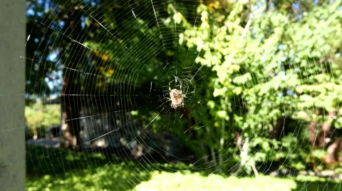 Spider on web move with wind Stock Footage 68106200