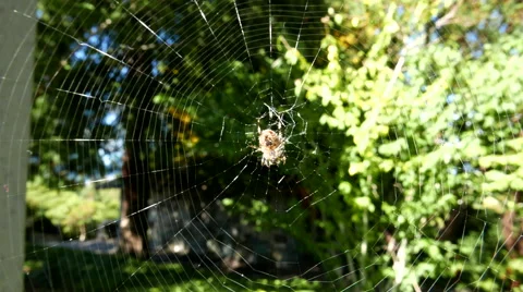 Spider on web move with wind Video stock 68109221