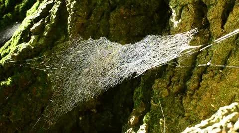 Spider Web moving in the wind Stock Footage 12765090