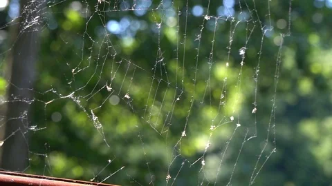Spider web moving on the wind Stock Footage 91750317
