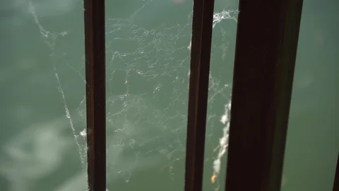 Spider web moving on the wind Stock Footage 91946980