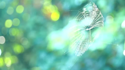 Spider web is moving by wind in the morning , country side Chiangmai Thailand. Stock Footage 260208351