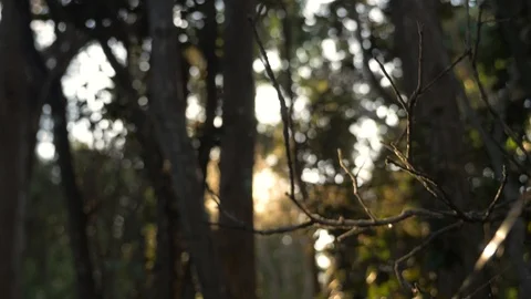 Spider web in native Hawaii chia tree at sunset boom down Video stock 122658317