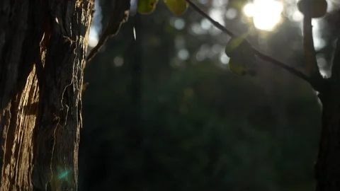 Spider web in native Hawaiian ohia tree boom down silhouette Video stock 122658206