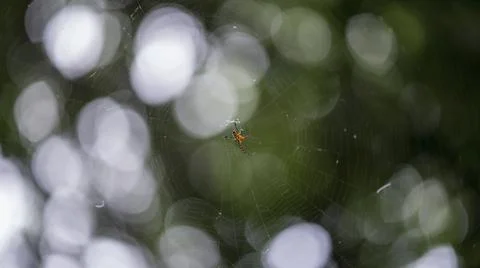 Spider with web nature background macro closeup bokeh background Stockfoto's
