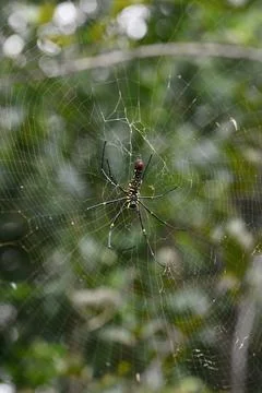 Spider with web nature background macro closeup bokeh background Stock Photos