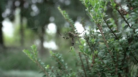 Spider in web nature Stock Footage 128252043