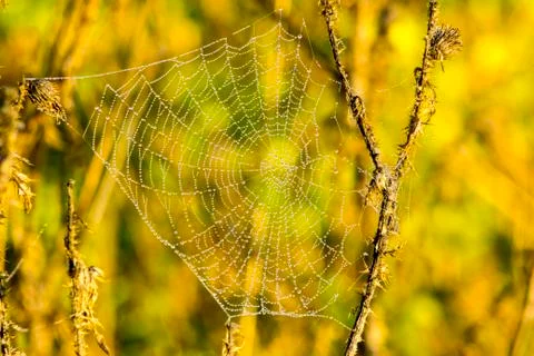 Spider web in nature Stock Photos