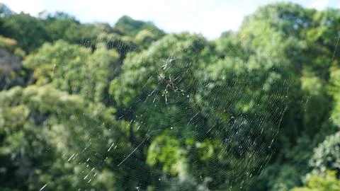 Spider on a Web in Nature Stock Photos