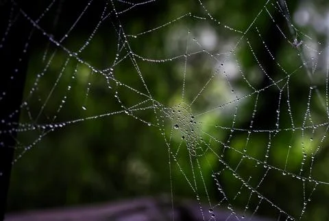Spider web in nature Fotos de archivo