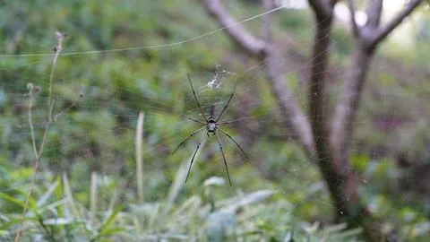 Spider on Web in Nature Stock Photos