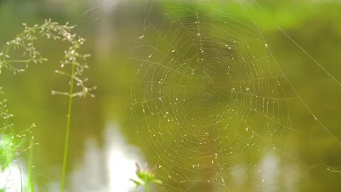 Spider web near the river Video stock 94521666