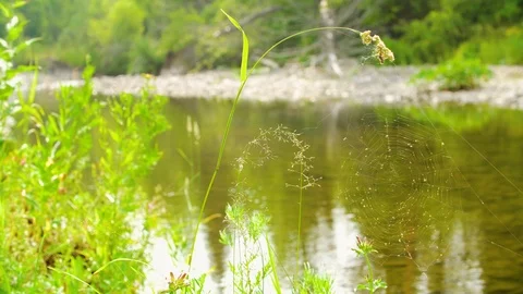 Spider web near the river Stock Footage 94521691