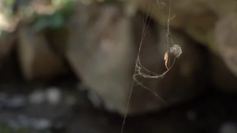 Spider web nest next to blur background stone wall Stock Footage 255007774