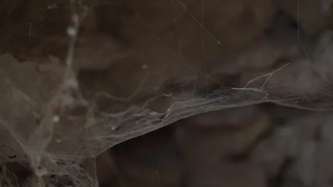 Spider web nest next to blur background stone wall Stock Footage 255008049