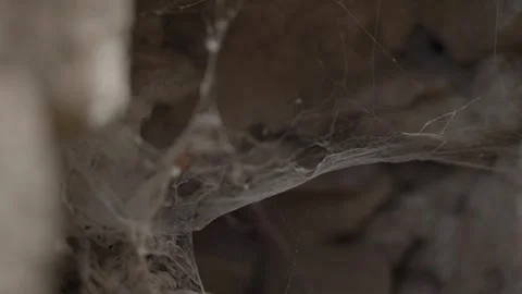 Spider web nest next to blur background stone wall Stock Footage 255008124