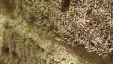 Spider web nest next to wall bricks with green moss on them Stock Footage 253785784