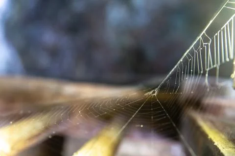 Spider Web Net Selective Focus Stock Photos
