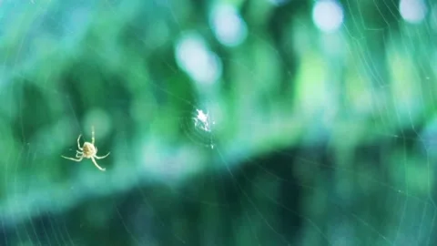 Spider web net to trap insect n prey on dark green palm tree Stock Footage 157849096