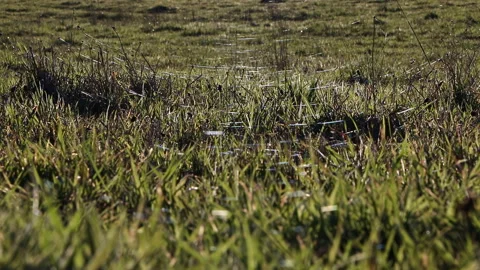 Spider Web Network Glistening Over Dewy Grass — Chile Stock Footage 336580933