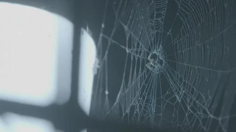 Spider on web at night Видео 244659111