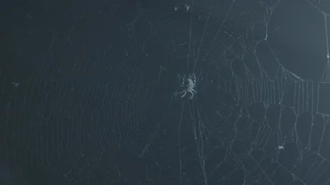 Spider on web at night Video stock 244659182