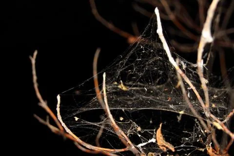 Spider web in the night forest Stock Photos