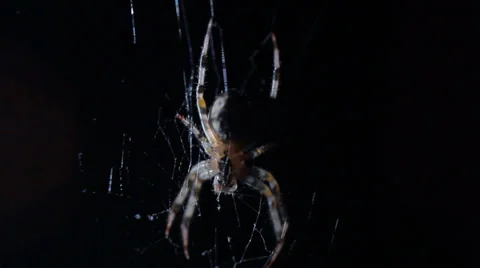 Spider in Web at Night HD #1 Stock Footage 28677571