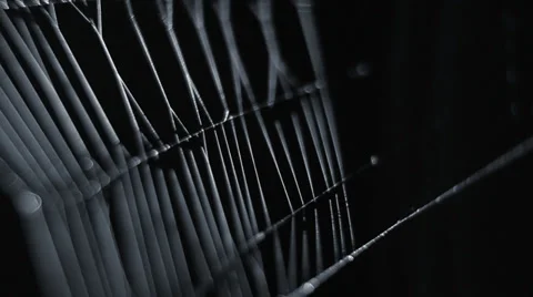 Spider Web at Night HD #1 Stock Footage 28677747