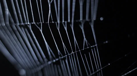 Spider Web at Night HD #2 Stock Footage 28699846