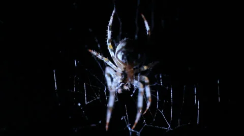 Spider in Web at Night HD #2 Stock Footage 28701463
