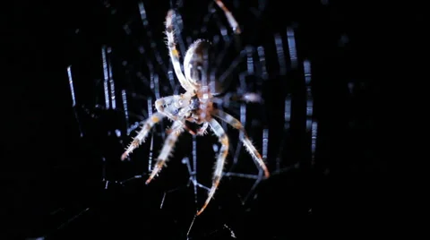 Spider in Web at Night HD #3 Stock Footage 28702798
