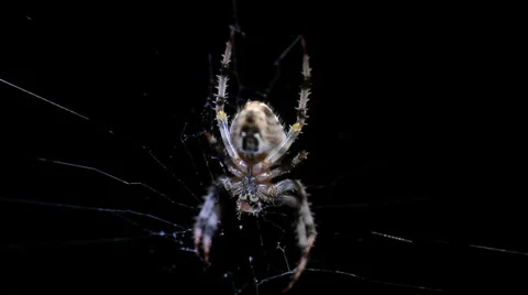 Spider in Web at Night HD #4 스톡 동영상 28772033