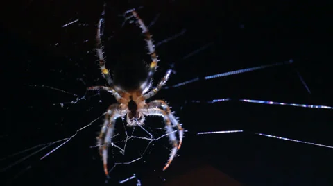 Spider in Web at Night HD #5 Stock Footage 28772100